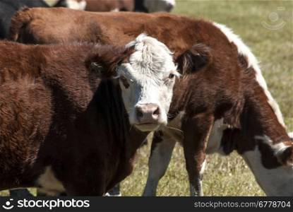 Cows on pasture on sunny autumn day