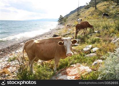 Cows on the coast of Baikal lake 1