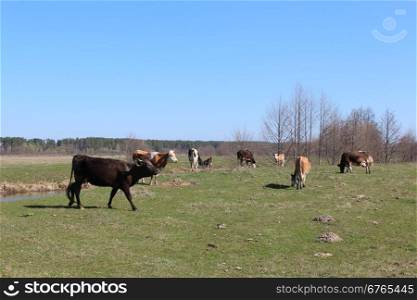 cows on the farm pasture. cows grazing on the green farm pasture in the spring