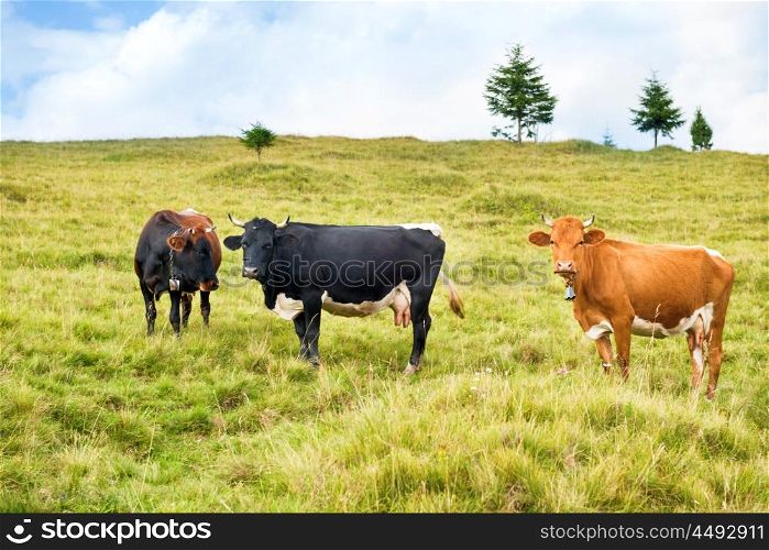 Cows on the green field. Farm landscape