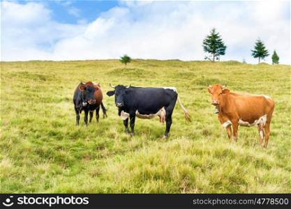 Cows on the green field. Farm landscape