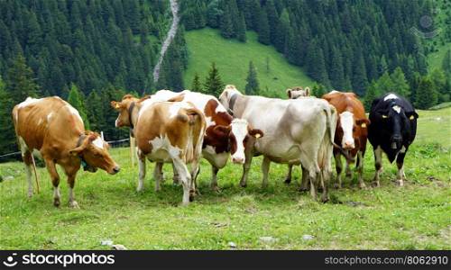 Cows on the green grass pasture in mountain valley