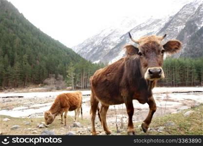 Cows on the meadow in front of Caucasus Mountains