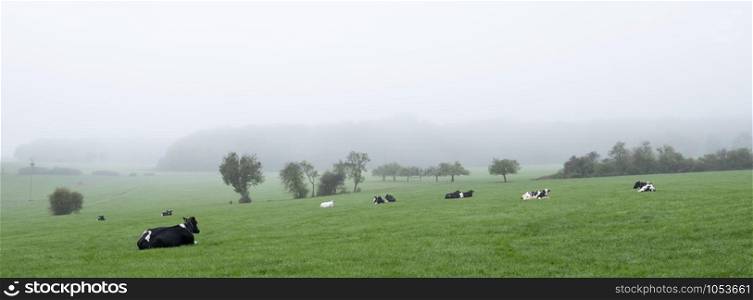 cows relax in beautiful green landscape near echternach in luxemburg