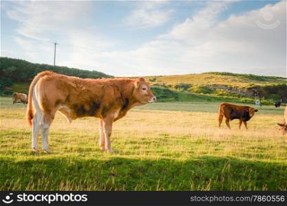 Cows roaming on the Island of Islay