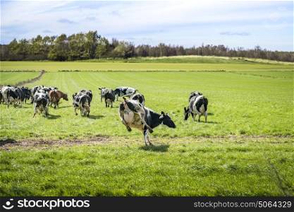 Cows run out on a green meadow in the spring and enjoy their first season on green grass