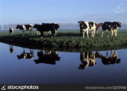 Cows Standing by a River