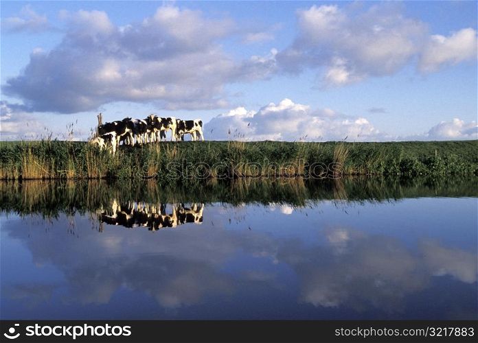 Cows Standing by a River