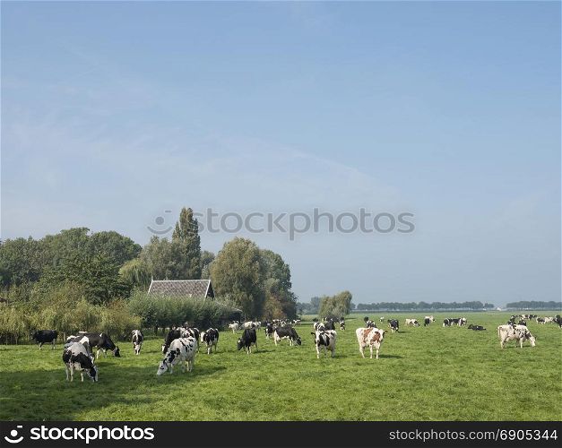 cows under blue sky in green grassy summer meadow between Loenen and Breukelen near utrecht in the netherlands