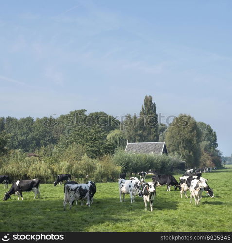 cows under blue sky in green grassy summer meadow between Loenen and Breukelen near utrecht in the netherlands