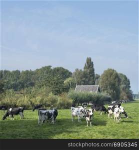 cows under blue sky in green grassy summer meadow between Loenen and Breukelen near utrecht in the netherlands