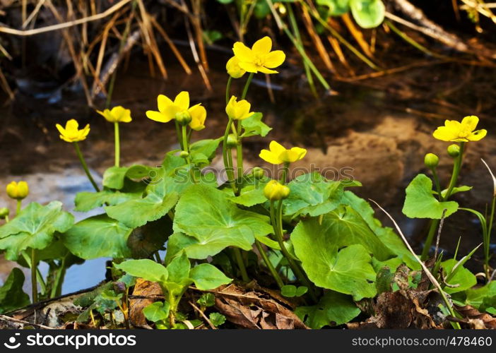 cowslip