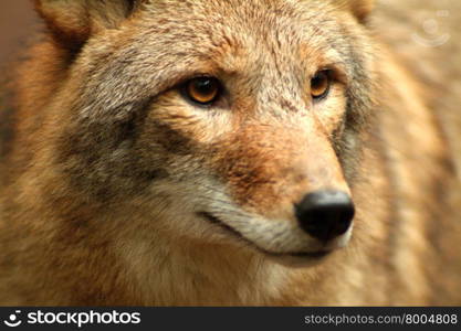 Coyote