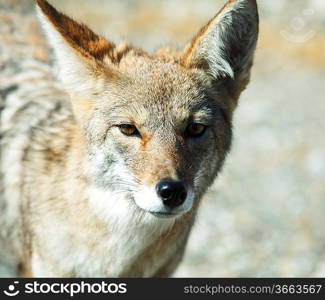 coyote closeup