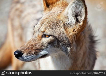 coyote closeup