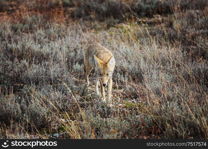 coyote closeup in autumn meadow