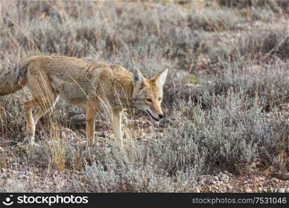 coyote closeup in autumn meadow