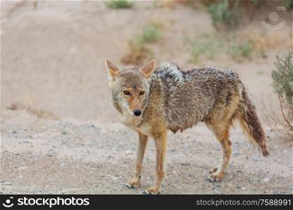 coyote closeup in the desert