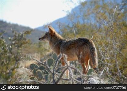 Coyote, Desert Museum, Tucson, Arizona