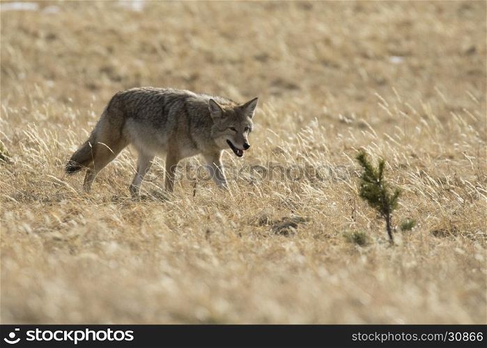 Coyote hunting for next meal in brown grass
