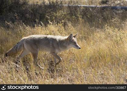 Coyote hunting for next meal in brown grass
