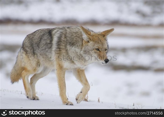 Coyote in deep snow at Yellowstone National Park