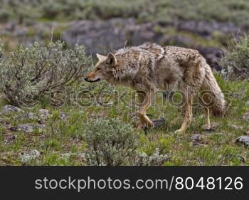 Coyote on the prowl along Slough Creek Campground Road in Yellowstone National Park, Wyoming, USA. Season is spring in May, 2016.