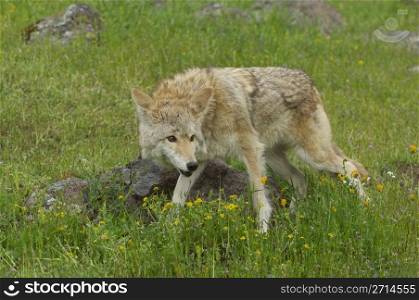 Coyote stalking prey in deep grass and flowers