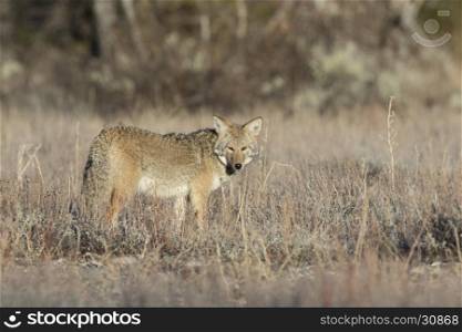 Coyote standing in deep grass and sagebrush