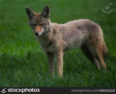 Coyote Standing in Green Grass