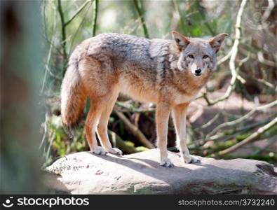 Coyotes love to get up onto rocks and obsorb the heat collected from the sunshine
