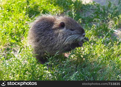 Coypu sniffing food. muskrat cub on green grass