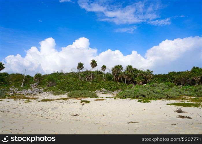 Cozumel island Bush beach in Riviera Maya of Mayan Mexico