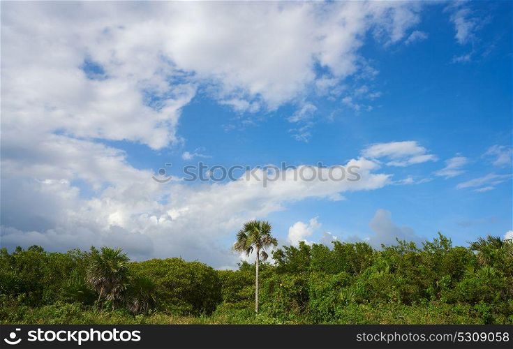 Cozumel island San Martin beach palm trees Riviera Maya of Mexico