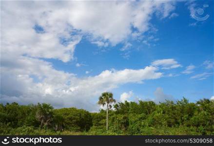 Cozumel island San Martin beach palm trees Riviera Maya of Mexico