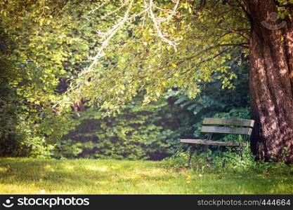 cozy bench in a garden under a tree