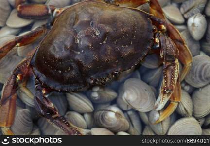 Crab and Clams