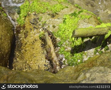 Crab crawling by the sea stone from the water