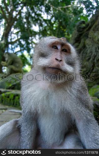 Crab-eating Macaque(Macaca fascicularis). Monkey in monkey-forest, Ubud,Bali,Indonesia