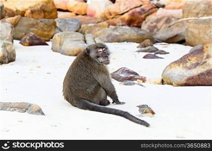 crab-eating macaque on wild beach at koh Phi-Phi, Thailand