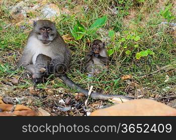 crab-eating macaque on wild beach at koh Phi-Phi, Thailand