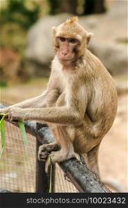 Crab-eating Macaque sat on the fence, eating the grass. The macaque has brown hair on its body. The tail is longer than the length of the body. The hair in the middle of the head is pointed upright.