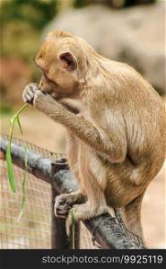 Crab-eating Macaque sat on the fence, eating the grass. The macaque has brown hair on its body. The tail is longer than the length of the body. The hair in the middle of the head is pointed upright.