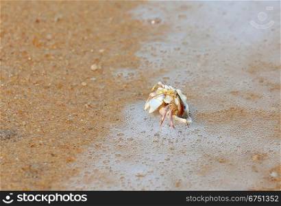 Crab in seashell on the sea beach in Thailand