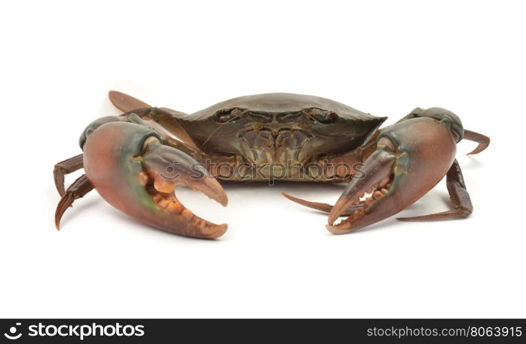 crab isolated on white background