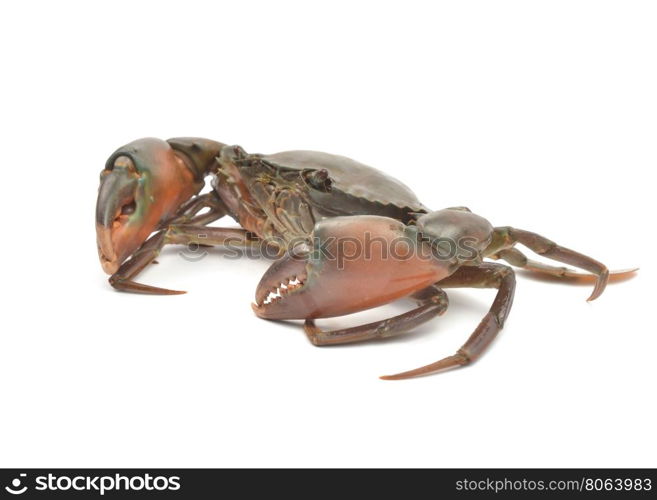 crab isolated on white background