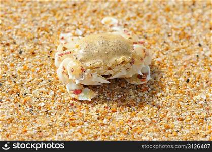 Crab on a beach in Andaman Sea