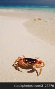 Crab on a caribbean beach in Dominican Republic