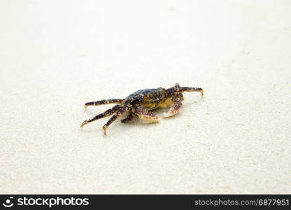 crab on beach