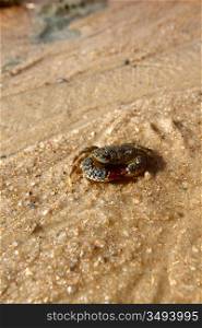 crab on sand near the ocean